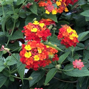 LANTANA LUSCIOUS CITRUS BLEND LANTANA