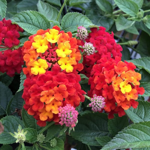 LANTANA LUSCIOUS CITRUS BLEND LANTANA