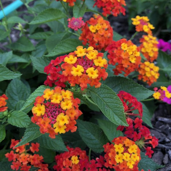 LANTANA LUSCIOUS CITRUS BLEND LANTANA