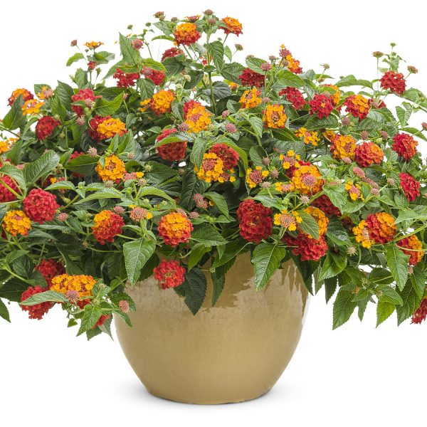 LANTANA LUSCIOUS CITRUS BLEND LANTANA