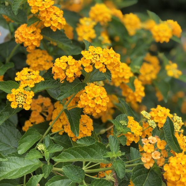 LANTANA LUSCIOUS GOLDENGATE LANTANA