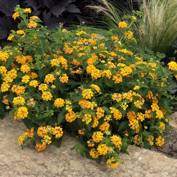 LANTANA LUSCIOUS GOLDENGATE LANTANA