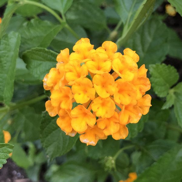 LANTANA LUSCIOUS GOLDENGATE LANTANA