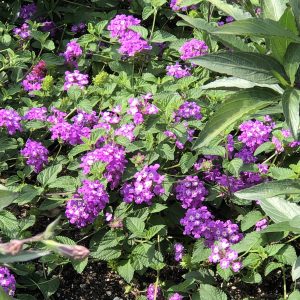 PROVEN WINNERS® LANTANA LUSCIOUS GRAPE LANTANA