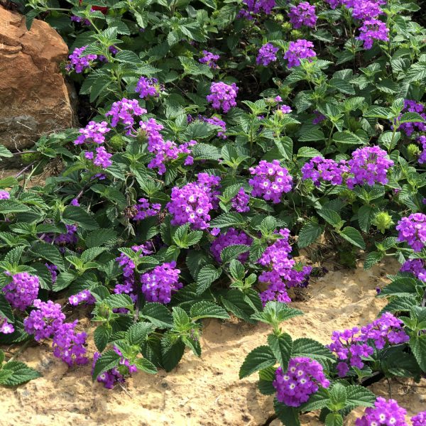 LANTANA LUSCIOUS GRAPE LANTANA