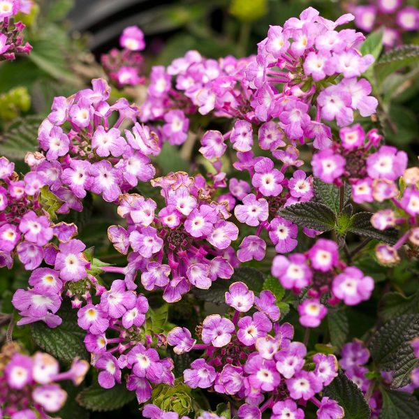 PROVEN WINNERS® LANTANA LUSCIOUS GRAPE