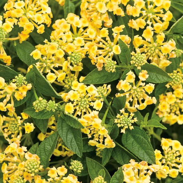 LANTANA LUSCIOUS LEMONADE LANTANA