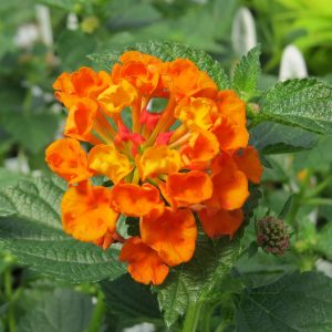 LANTANA LUSCIOUS MARMALADE LANTANA