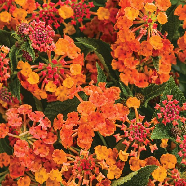 LANTANA LUSCIOUS MARMALADE LANTANA