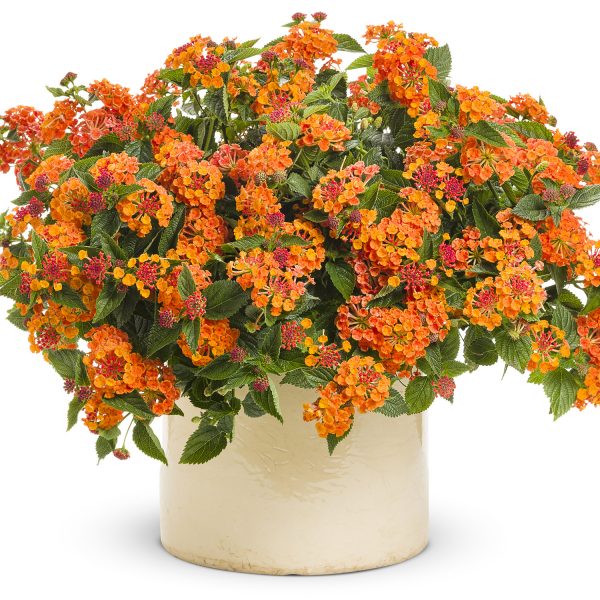 LANTANA LUSCIOUS MARMALADE LANTANA