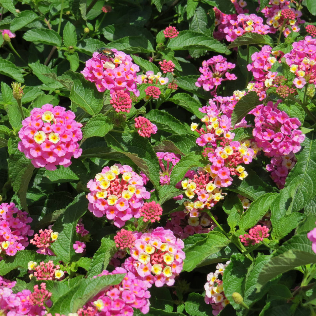 LANTANA LUSCIOUS PINKBERRY BLEND LANTANA