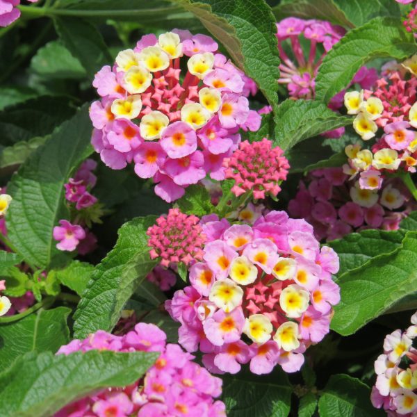 LANTANA LUSCIOUS PINKBERRY BLEND LANTANA