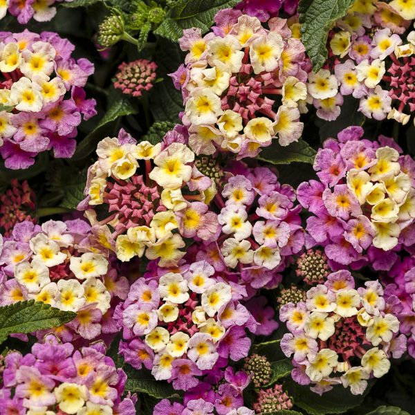 LANTANA LUSCIOUS PINKBERRY BLEND LANTANA