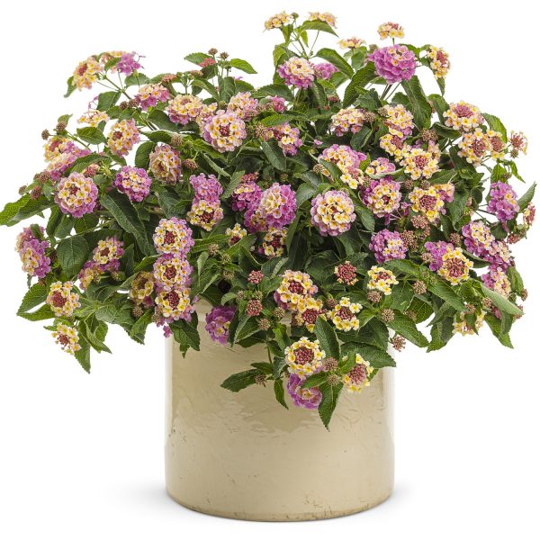 LANTANA LUSCIOUS PINKBERRY BLEND LANTANA