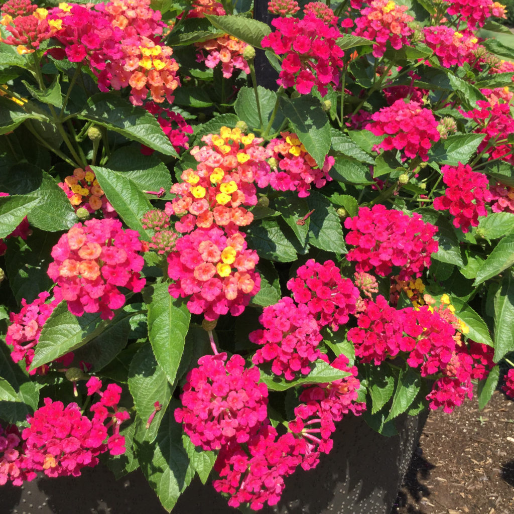 LANTANA LUSCIOUS ROYALE COSMO LANTANA