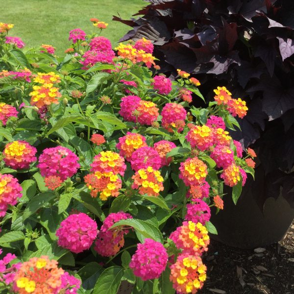 LANTANA LUSCIOUS ROYALE COSMO LANTANA