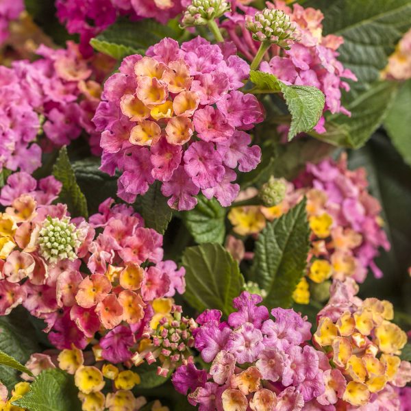 LANTANA LUSCIOUS ROYALE COSMO LANTANA