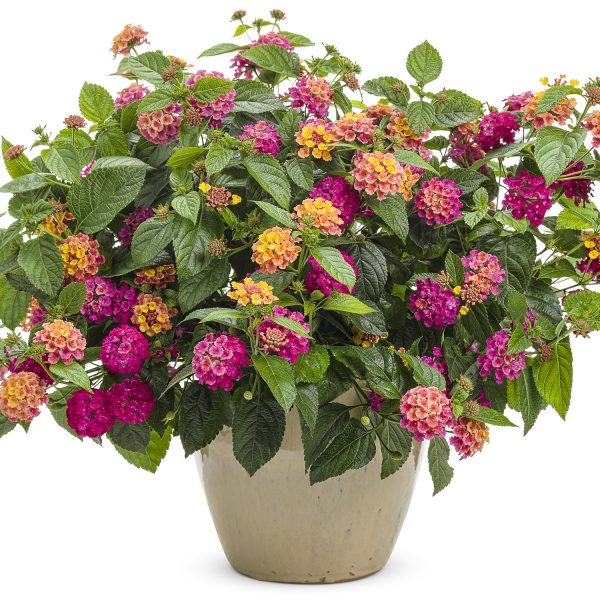 LANTANA LUSCIOUS ROYALE COSMO LANTANA