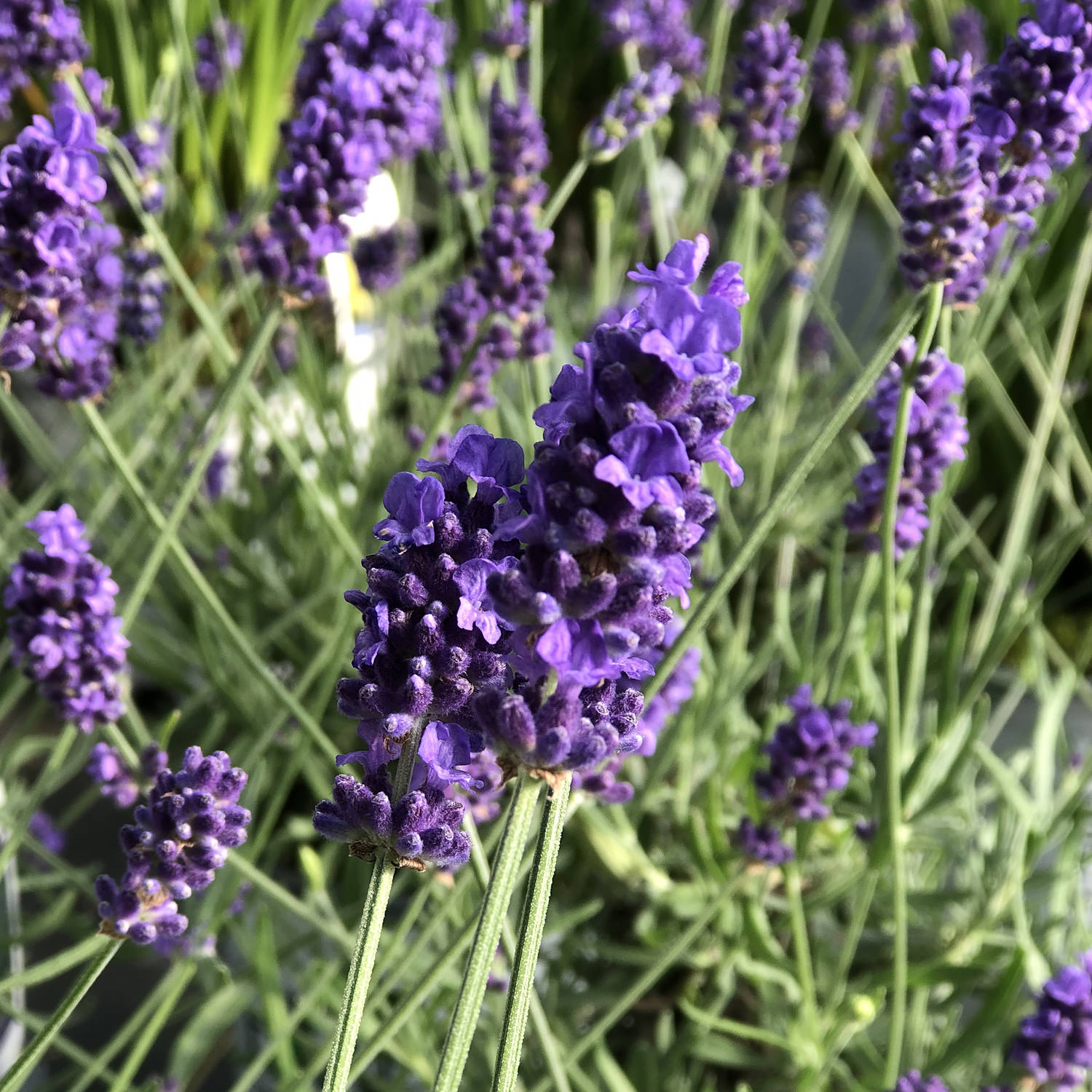 Lavandula SWEET ROMANCE - Buy Lavender Perennials Online