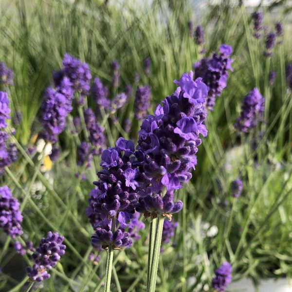 LAVANDULA SWEET ROMANCE LAVENDER