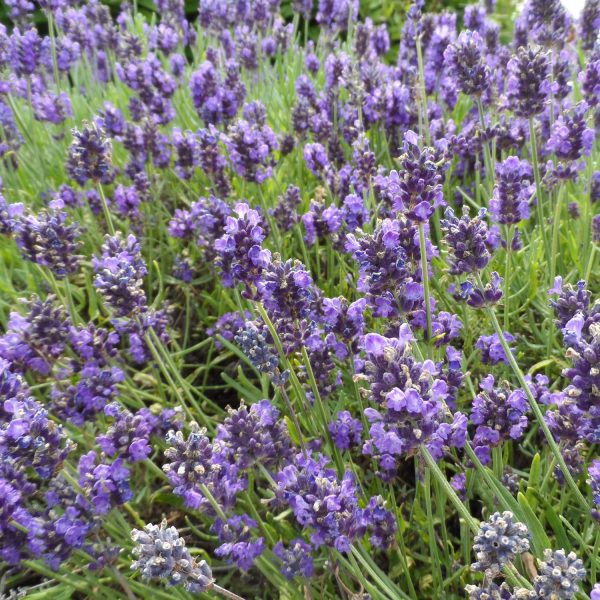 LAVANDULA SWEET ROMANCE LAVENDER