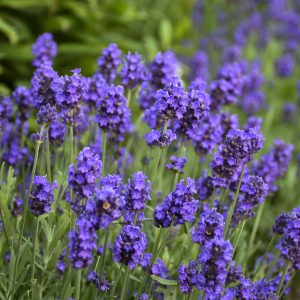 LAVANDULA SWEET ROMANCE LAVENDER