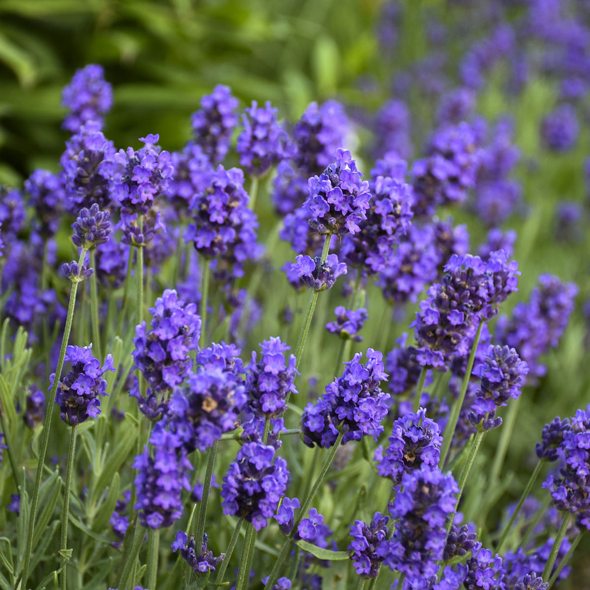 Lavender Plants - Lavender Connection