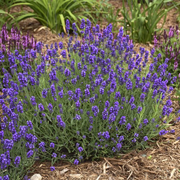 LAVANDULA SWEET ROMANCE LAVENDER