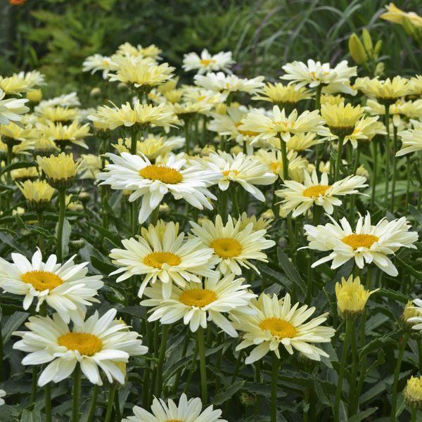 LEUCANTHEMUM AMAZING DAISIES BANANA CREAM SHASTA DAISY