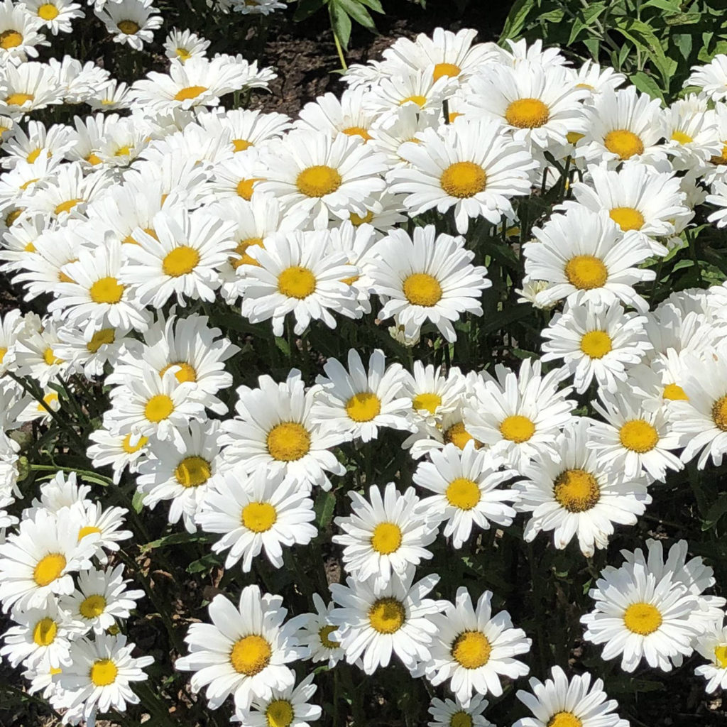 Amazing Daisies® Daisy May® Shasta Daisy Order Online