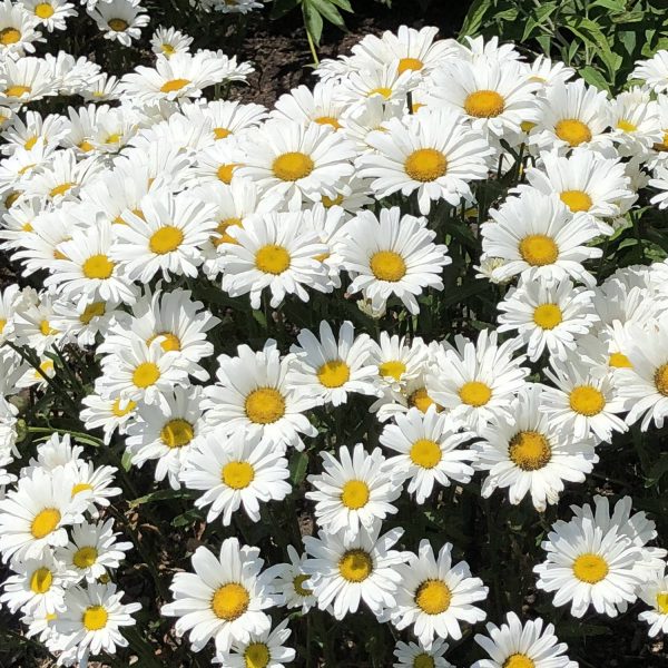 LEUCANTHEMUM AMAZING DAISIES DAISY MAY SHASTA DAISY