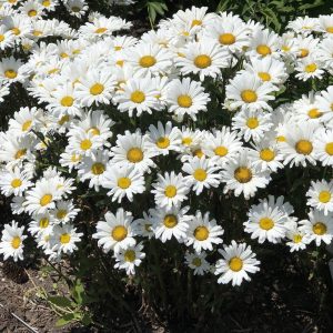 Leucanthemum - Shasta Daisy