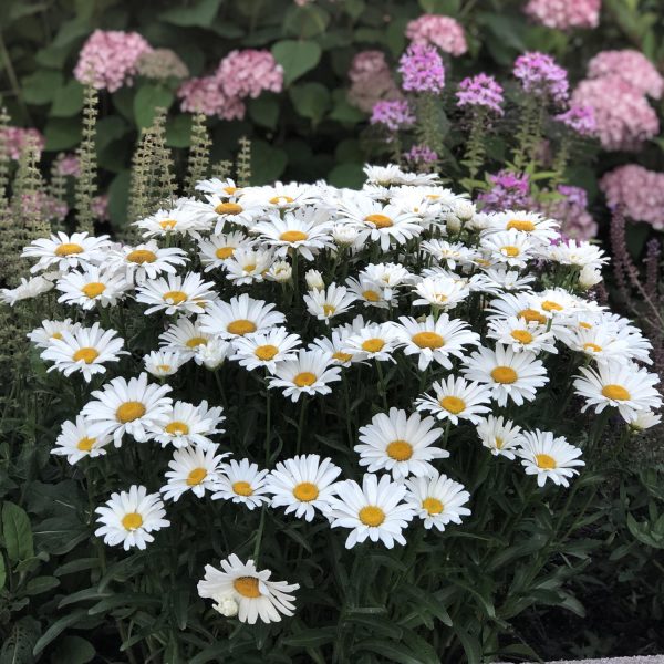 LEUCANTHEMUM AMAZING DAISIES DAISY MAY SHASTA DAISY