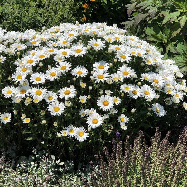 LEUCANTHEMUM AMAZING DAISIES DAISY MAY SHASTA DAISY