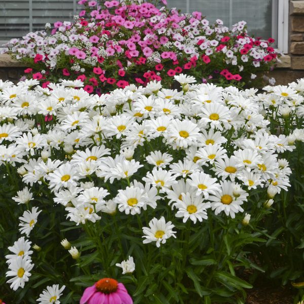 LEUCANTHEMUM AMAZING DAISIES DAISY MAY SHASTA DAISY