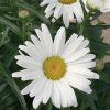 LEUCANTHEMUM AMAZING DAISIES DAISY MAY SHASTA DAISY