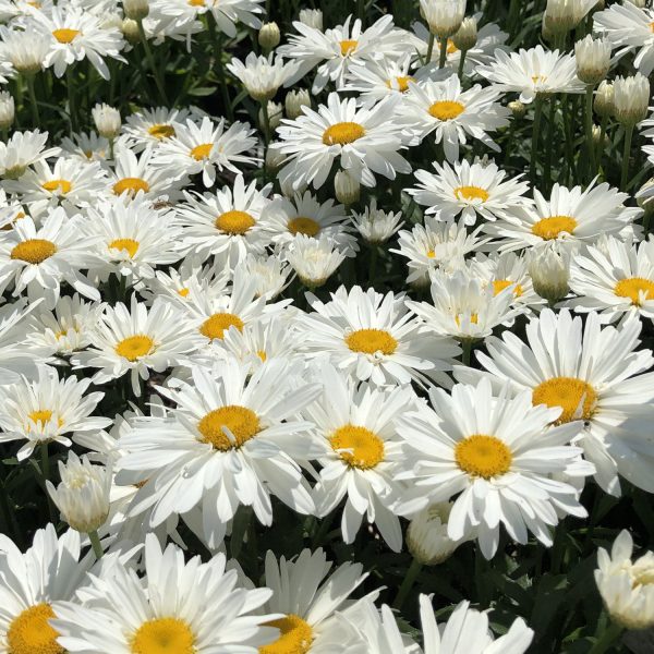 LEUCANTHEMUM WHOOPS A DAISY SHASTA DAISY