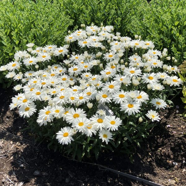 LEUCANTHEMUM WHOOPS A DAISY SHASTA DAISY