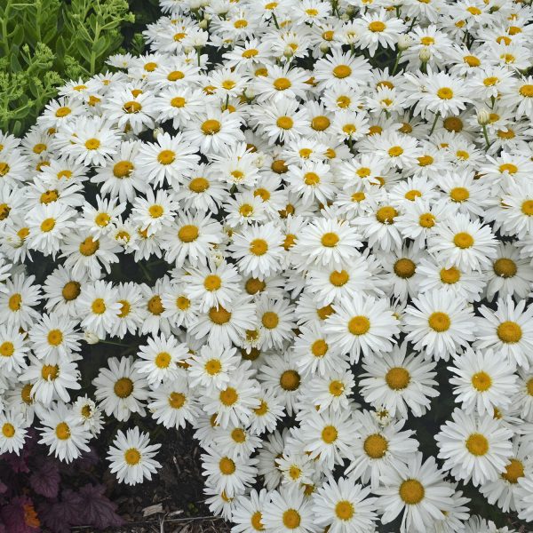 LEUCANTHEMUM WHOOPS A DAISY SHASTA DAISY