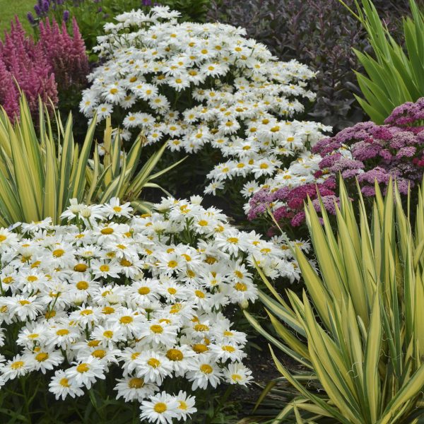 LEUCANTHEMUM WHOOPS A DAISY SHASTA DAISY