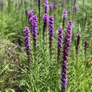 LIATRIS KOBOLD GAYFEATHER