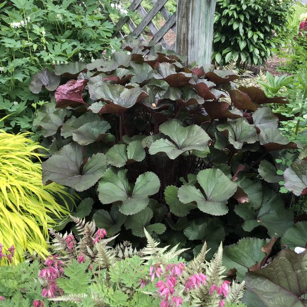 LIGULARIA BRITT MARIE CRAWFORD LIGULARIA BIGLEAF