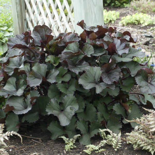 LIGULARIA BRITT MARIE CRAWFORD LIGULARIA BIGLEAF