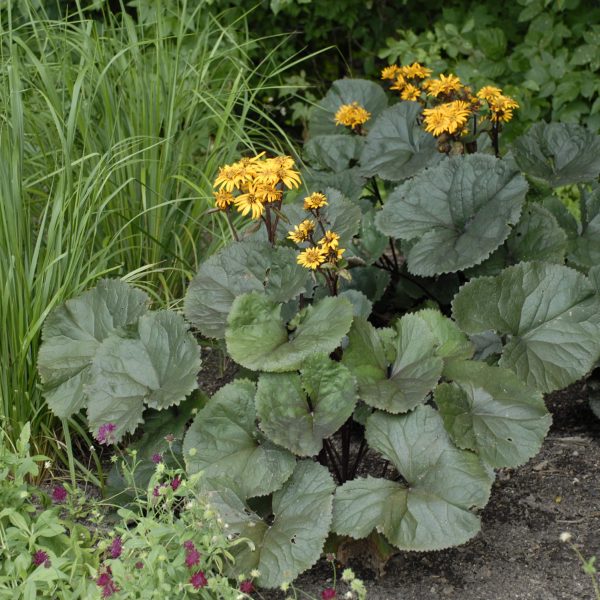 LIGULARIA BRITT MARIE CRAWFORD LIGULARIA BIGLEAF