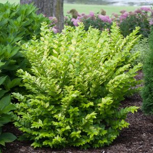 LIGUSTRUM GOLDEN TICKET PRIVET