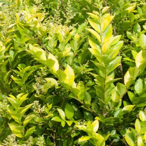 Privet - Ligustrum