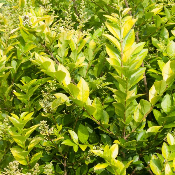 LIGUSTRUM GOLDEN TICKET PRIVET