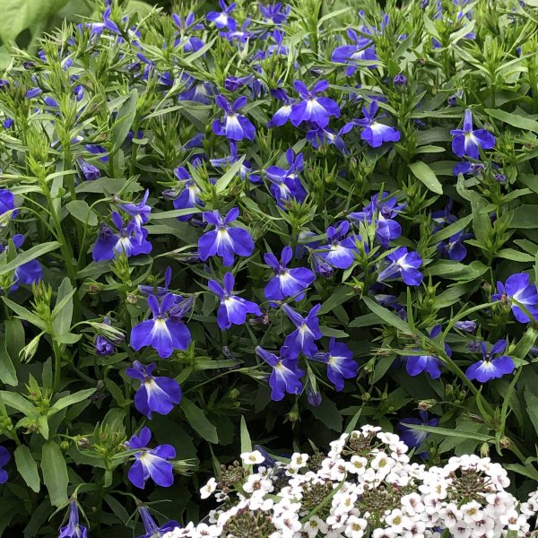 LOBELIA LAGUNA COMPACT BLUE WITH EYE LOBELIA