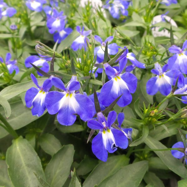 LOBELIA LAGUNA COMPACT BLUE WITH EYE LOBELIA