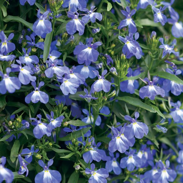 LOBELIA LAGUNA COMPACT BLUE WITH EYE LOBELIA